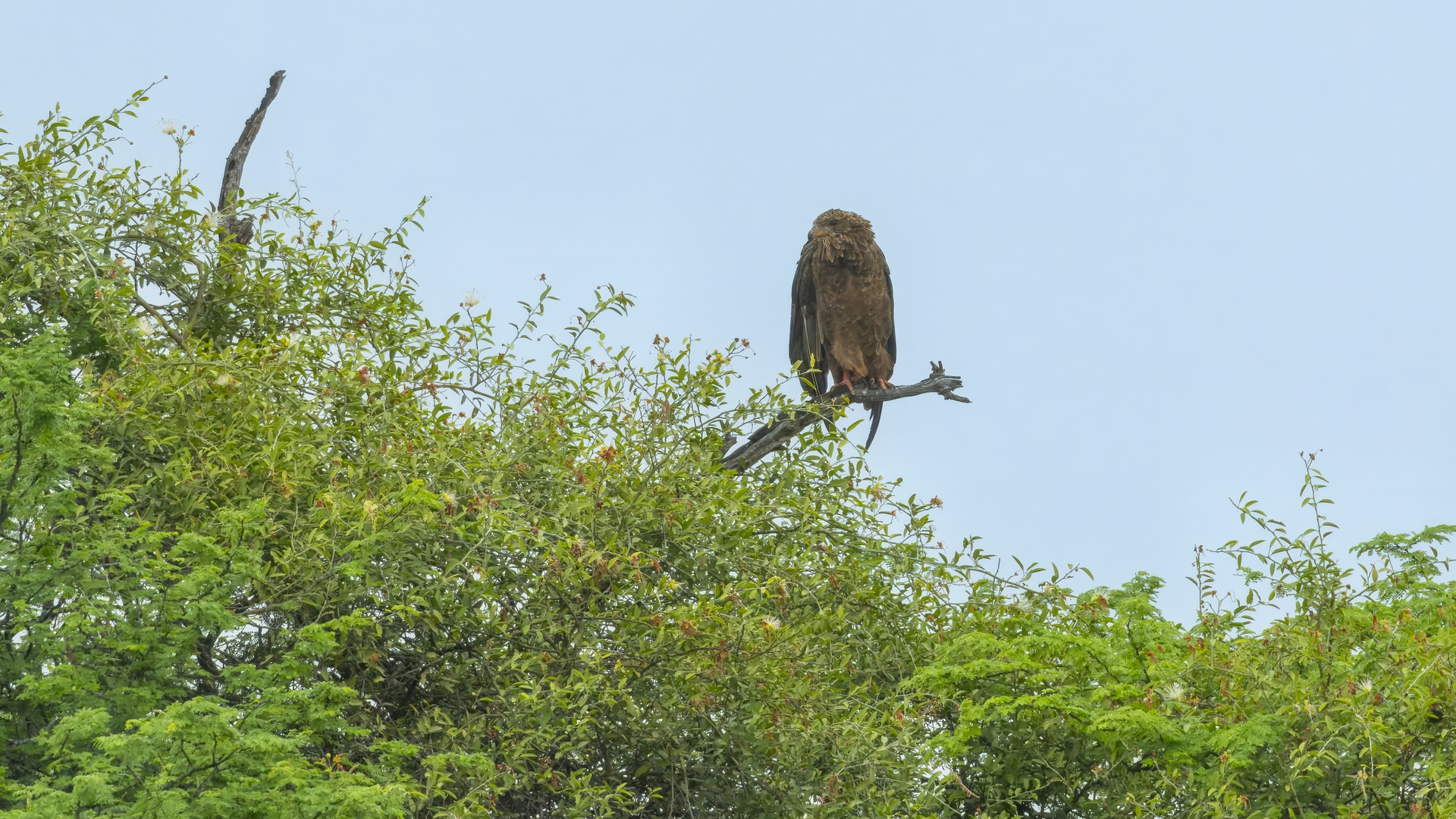Kruger25 2025 11 03 10 05 10 ILCE 1M2 299